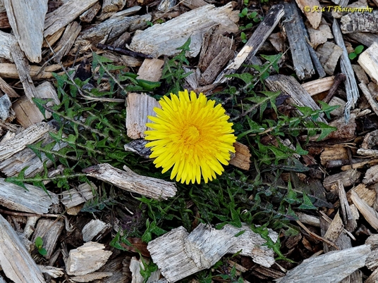 {Taraxacum officinale}